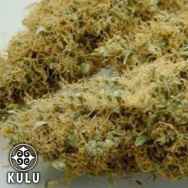 Kulu Seeds Ice Queen